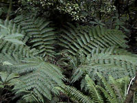On trail to Purakaunui Falls, Catlins