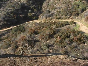 Rugged terrain of Griffith Park, and walking trail.