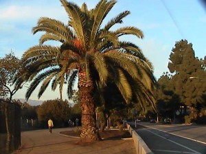 Nice palm tree on Silver Lake Blvd., near the reservoir.