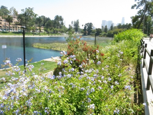 Echo Park Lake, Los Angeles