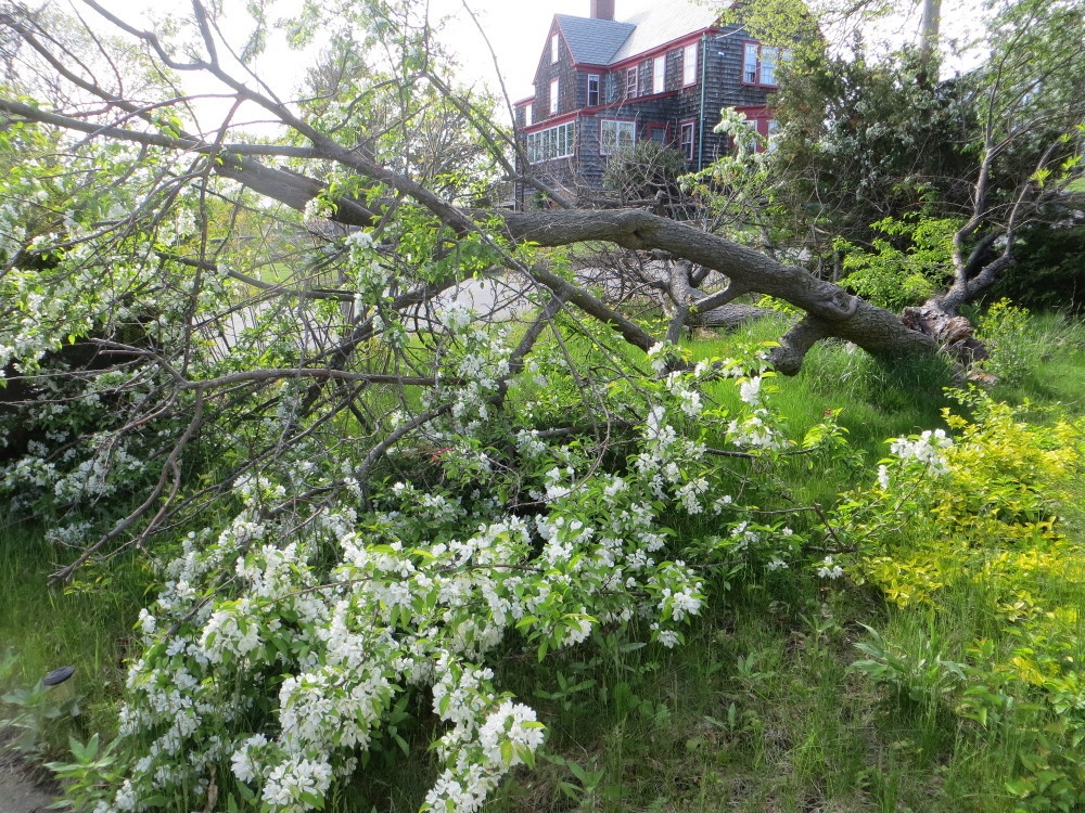 Yes, it bloomed like that, but mowing the lawn was a bitch.